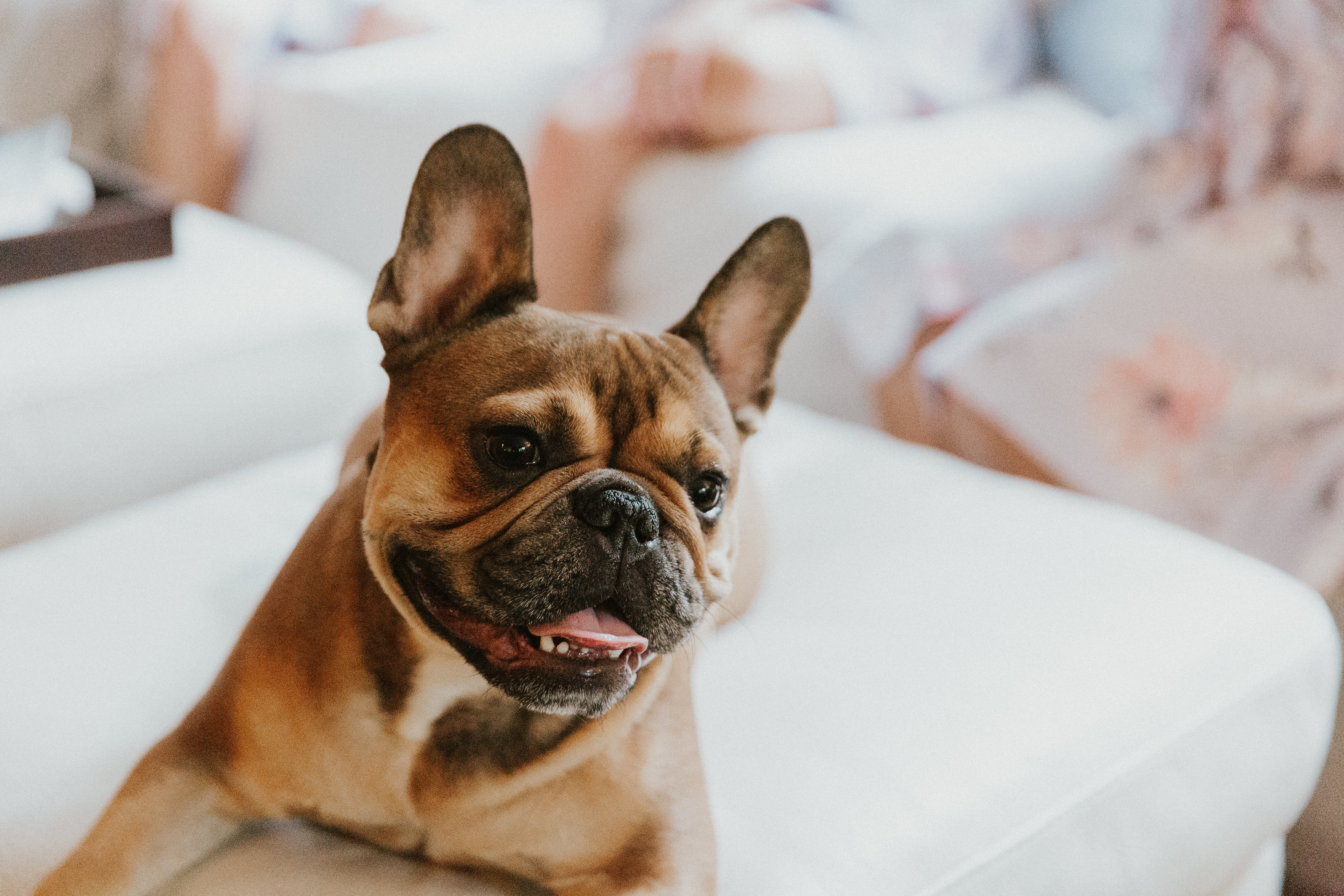 Porter the Frenchie by Sarah Anne Photo